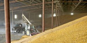 عين الدفلى.. إنتاج الحبوب يتجاوز مليون قنطار خلال الموسم الجاري