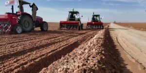 توسيع رقعة الحبوب في توقرت وطموح لتحقيق الاكتفاء الذاتي