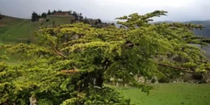 جبال الشلعلع و شيليا.. مواقع طبيعية تأسر القلوب وتسافر بالأرواح