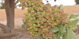 خبراء يطالبون بتطوير زراعة الفستق في الجزائر