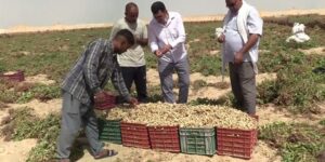 هل ستتحول غرداية إلى قطب لانتاج الفول السوداني