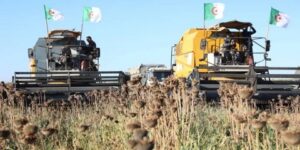 عين الدفلى.. رهان على إنجاح شعبة الزراعات الزيتية والبقول الجافة