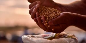 المدية.. نحو تحقيق إنتاج قياسي للحبوب والبقوليات هذا الموسم