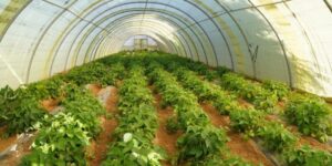 عين الدفلى.. ترقب إنتاج حوالي 600 ألف قنطار من منتجات زراعة البيوت البلاستيكية