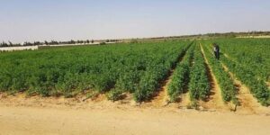 فلاحو النعامة يستفيدون من توزيع 34 ألف هكتار 