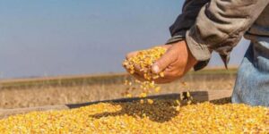 وزير الفلاحة يقرر ضخ 700 ألف طن من الذرة لإنهاء أزمة الأعلاف