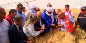 إيليزي.. نحو زراعة أزيد من 500 هكتار من الحبوب