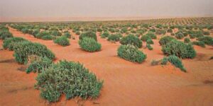 بعث السد الأخضر بالنعامة.. تجسيد برامج هامة في 2024 لمكافحة التصحر بالمناطق السهبية