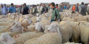 نائب رئيس فيدرالية تربية المواشي بلقاسم مزروع لـ”الموعد اليومي”: غلق بعض أسواق المواشي إجراء احترازي