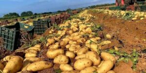 النعامة: 3200 هكتار للاستثمار الفلاحي في زراعة البطاطس