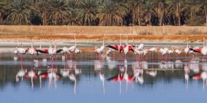 لعور: الاستراتيجية الوطنية تحصي 2375 منطقة رطبة 50 منها مصنفة ضمن اتفاقية رامسر