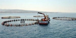 بومرداس.. مشاريع بالجملة في مجال تربية المائيات