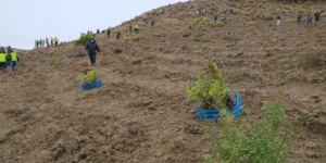 معسكر.. غرس أزيد من 10 آلاف شجيرة