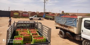 هل ستتحول  تيميمون إلى قطب لانتاج الطماطم الصناعية