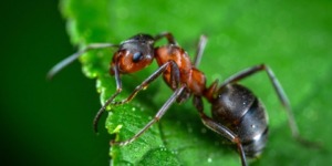 لماذا تَبسم سليمان عليه الصلاة والسلام لقول النملة ؟