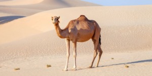 قصة ناقة صالح عليه السلام