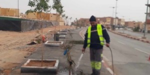 بشار.. أكثر من 6000 شجرة لتزيين طريق المطار 