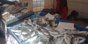 خلال شهر رمضان.. فتح 8 نقاط لتسويق الأسماك بتلمسان