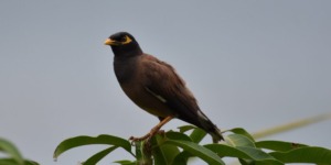 بشار.. حملة تحسيسية حول أخطار انتشار طائر “مارتن الحزين”