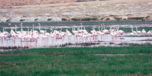 باتنة: نحو تصنيف المنطقتين الرطبتين جندلي وقداين ضمن المجالات المحمية