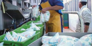 الأغواط تتحول إلى منتج للحليب المقنن