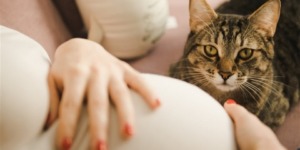 مصادر مفاجئة تصيب الحامل بمرض القطط غير القطة ذاتها