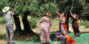 تيزي وزو.. بلدية معاتقة تحتفي بشجرة الزيتون 