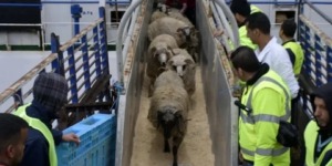 ميناء جن جن. يستقبل 10 آلاف رأس غنم روماني