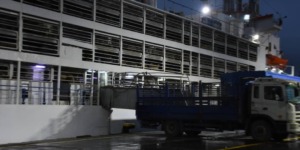 ميناء الجزائر يستقبل أول باخرة ماشية مستوردة من رومانيا لضبط السوق وضمان وفرة اللحوم الحمراء