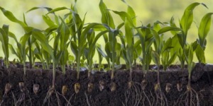 مراحل إخراج الطعام