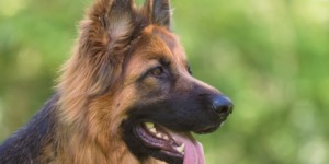 العلم والإيمان.. داء الكلب