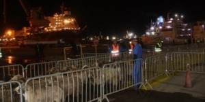 جيجل: وصول باخرة محملة بأزيد من 10 آلاف رأس غنم قادمة من رومانيا بميناء جن جن