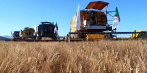 توقع إنتاج 532 الف قنطار من الحبوب بتبسة 