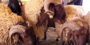 المدرسة العليا للفلاحة تطلق مشروعا نموذجيا لحماية سلالة الأغنام “الحمرا”