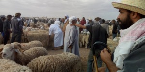 إعادة فتح أسواق المواشي بالمدية