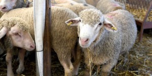 مربو المواشي في إسبانيا يدعون إلى تسهيل وتوسيع صادرات الأغنام إلى الجزائر