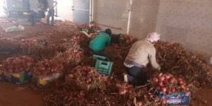 تفريغ أزيد من 50 ألف قنطار من البصل المخزن بغليزان 