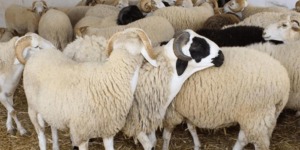 إجراءات وتدابير لتنظيم بيع الأغنام وضمان مراقبة بيطرية بولايات شرق البلاد