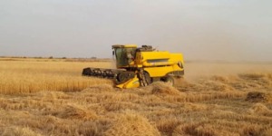 توقع إنتاج أكثر من 7000 قنطار من الحبوب بولاية عين قزام