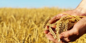 تخزين الحبوب.. إعجاز علمي جديد