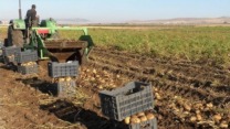 المنيعة: زراعة أكثر من 150 هكتار من البطاطس الموسمية
