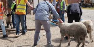 إقبال كبير للمواطنين علي نقاط بيع أضاحي العيد المستوردة