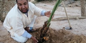 النعامة.. غرس زهاء 7 آلاف فسيلة نخيل