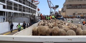 وصول 34 ألف رأس غنم إلى عنابة والجزائر العاصمة