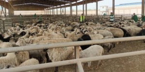 رمضاني: 800 نقطة بيع للأضاحي المستوردة عبر ولايات الوطن في ظروف تنظيمية محكمة