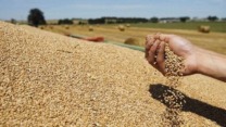 وهران: إنتاج أكثر من 53 ألف قنطار من الحبوب
