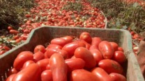 قالمة.. توقع إنتاج أكثر من 3 ملايين قنطار من الطماطم الصناعية