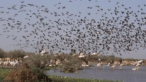 عين الدفلى.. احصاء أكثر من 1300 طائر مهاجر