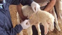 أم البواقي.. تلقيح أزيد من 244 ألف رأس غنم و ماعز ضد مرض طاعون المجترات الصغيرة