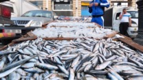 تلمسان.. إنتاج 1800 طن من سمك السردين خلال الشهرين الماضيين